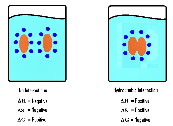 Hydrophobic exclusion